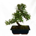Mock Buckthorn